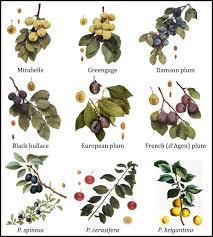 Attēlu rezultāti vaicājumam “Prunus (plum-tree) fruit”