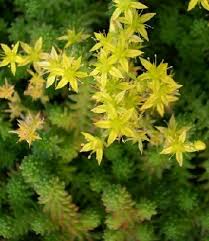 Attēlu rezultāti vaicājumam “Sedum sexangulare flower”