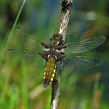 Attēlu rezultāti vaicājumam “Libellula depressa male”