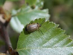Attēlu rezultāti vaicājumam “Lochmaea caprea”