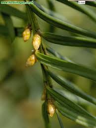 Attēlu rezultāti vaicājumam “Taxus baccata female flower”