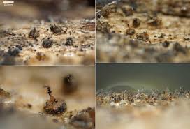 Attēlu rezultāti vaicājumam “Melanospora lagenaria”