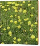 Attēlu rezultāti vaicājumam “Hieracium vulgatum bud”