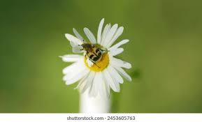 Attēlu rezultāti vaicājumam “Trichius fasciatus imago”