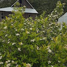 Attēlu rezultāti vaicājumam “Aronia melanocarpa leaf”