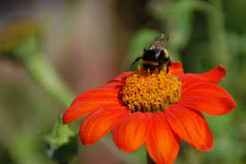 Image result for Helichrysum subulifolium