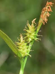 Attēlu rezultāti vaicājumam “Carex lepidocarpa”