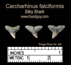 Image result for Carcharhinus falciformis