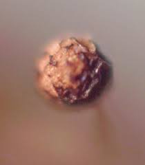 Attēlu rezultāti vaicājumam “Cribraria oregana spores”