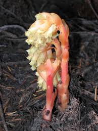 Attēlu rezultāti vaicājumam “Monotropa hypopitys fruit”