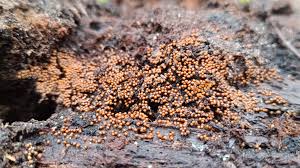 Attēlu rezultāti vaicājumam “Trichia alpina macro”