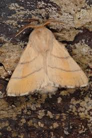 Attēlu rezultāti vaicājumam “Malacosoma neustria”