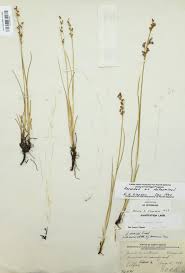 Attēlu rezultāti vaicājumam “Juncus gerardii”