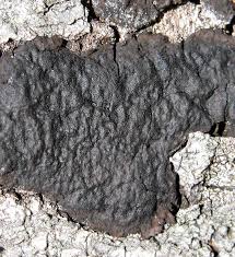 Attēlu rezultāti vaicājumam “Biscogniauxia marginata”