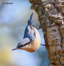 Attēlu rezultāti vaicājumam “Sitta europaea male”
