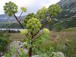 Image result for Angelica archangelica