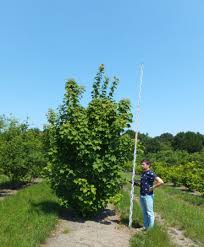 Attēlu rezultāti vaicājumam “Acer rufinerve”