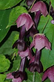 Image result for Rhodochiton atrosanguineum