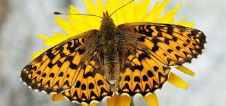 Attēlu rezultāti vaicājumam “Boloria titania”