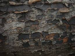 Attēlu rezultāti vaicājumam “Biscogniauxia granmoi”