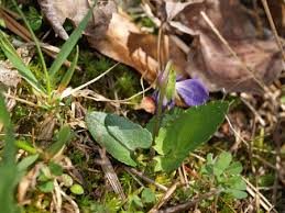 Attēlu rezultāti vaicājumam “Viola riviniana fruit”