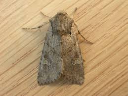 Attēlu rezultāti vaicājumam “Apamea sordens”