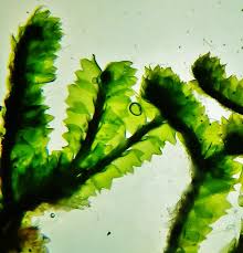 Attēlu rezultāti vaicājumam “Barbilophozia barbata”