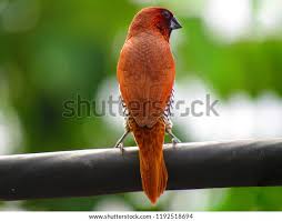 Attēlu rezultāti vaicājumam “Scapania lingulata”