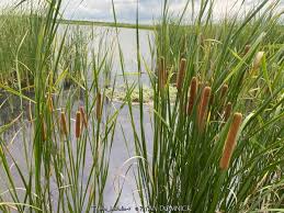 Attēlu rezultāti vaicājumam “Typha latifolia fruit”
