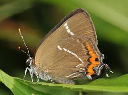 Attēlu rezultāti vaicājumam “Satyrium w-album underside”