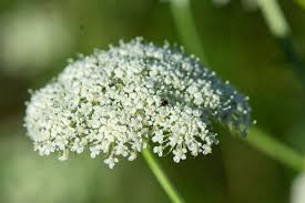 Attēlu rezultāti vaicājumam “Libanotis montana”