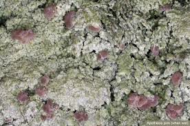 Attēlu rezultāti vaicājumam “Baeomyces rufus”