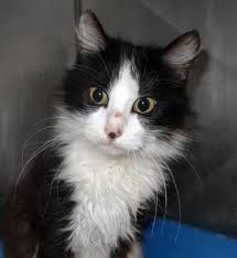 Image result for kitler