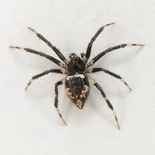 Attēlu rezultāti vaicājumam “Theridiidae”