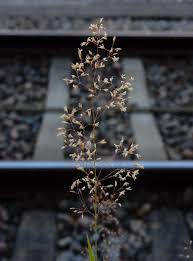 Attēlu rezultāti vaicājumam “Agrostis capillaris”