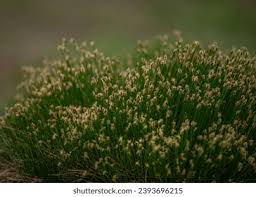 Attēlu rezultāti vaicājumam “Trichophorum cespitosum”