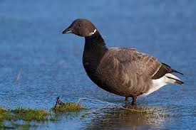 Attēlu rezultāti vaicājumam “Branta bernicla adult”