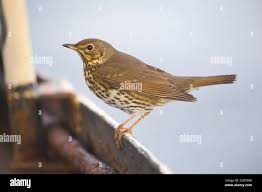 Attēlu rezultāti vaicājumam “Turdus philomelos juvenile”