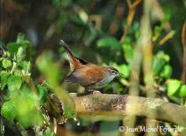 Image result for Cettia cetti