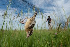 Image result for Dolichonyx oryzivorus