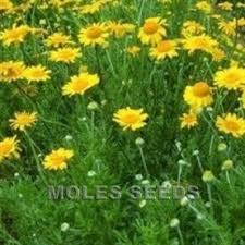 Image result for Anthemis tinctoria