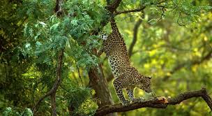 Image result for Sylvan Green 1981 Jaguar