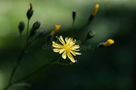 Attēlu rezultāti vaicājumam “Lapsana communis flower”