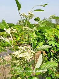 Attēlu rezultāti vaicājumam “x Sorbaronia fallax”