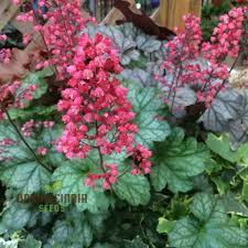 Image result for Heuchera Metallica
