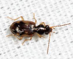 Attēlu rezultāti vaicājumam “Bembidion quadrimaculatum”