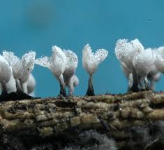 Attēlu rezultāti vaicājumam “Physarum compressum”