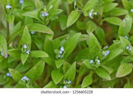 Attēlu rezultāti vaicājumam “Myosotis sparsiflora flower”