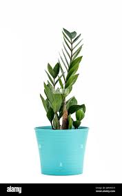 Image result for zamiokulkas