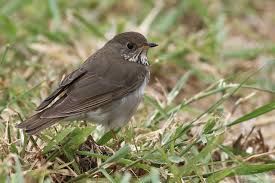 Image result for Catharus minimus